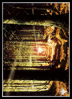 プレイヤーズカードスリーブ基本土地シリーズ『オンスロート』《森》 MTGS-109